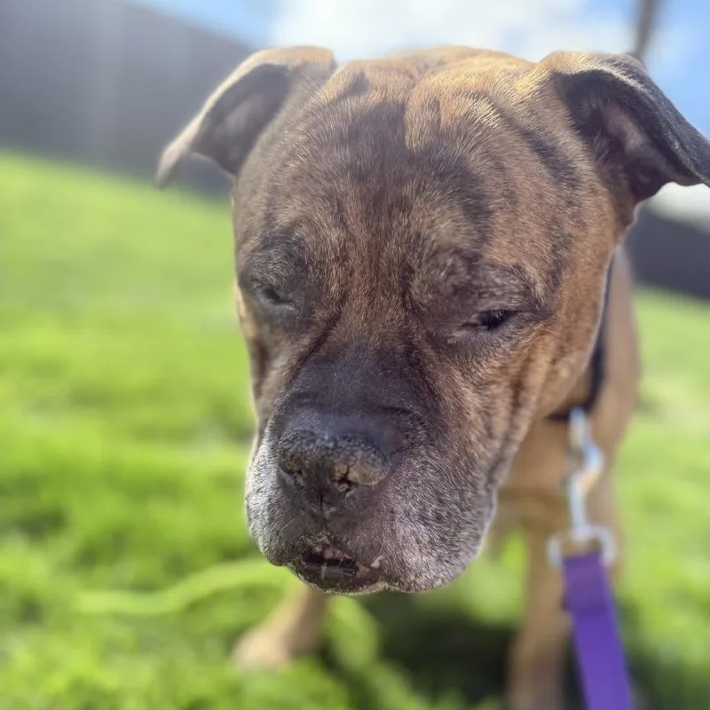 A senior large-sized male Brindle Mixed Breed dog named Bozo for adoption in Pittsburgh, PA