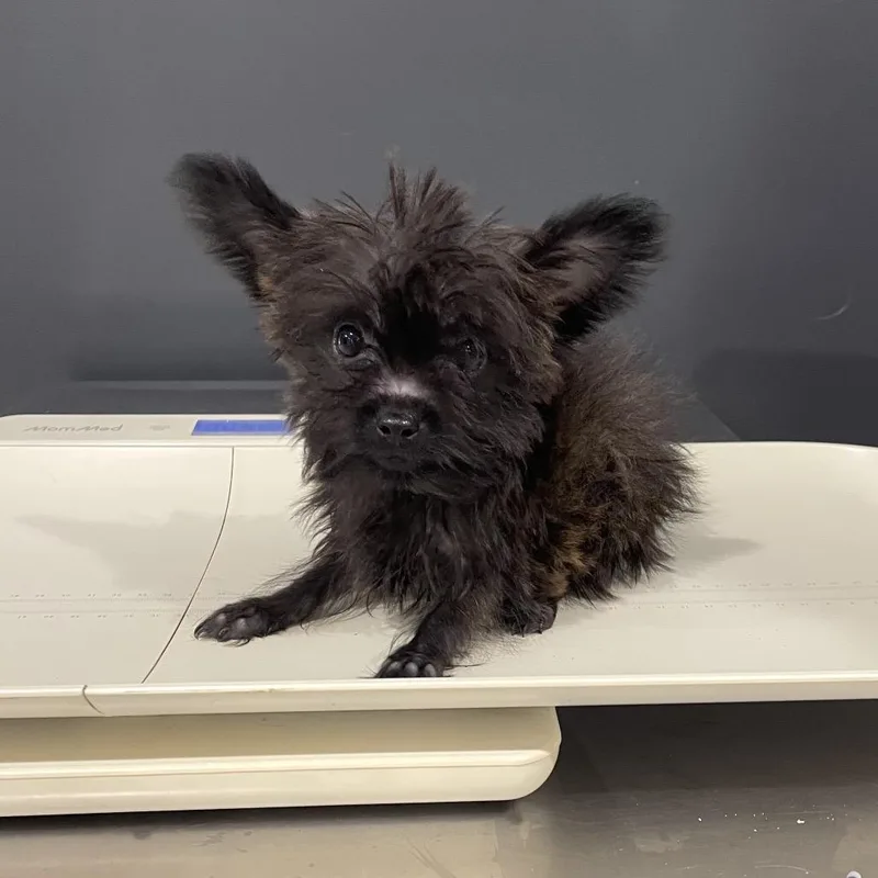 A baby small-sized male Black Yorkshire Terrier dog named Zeus for adoption in Livingston, TX