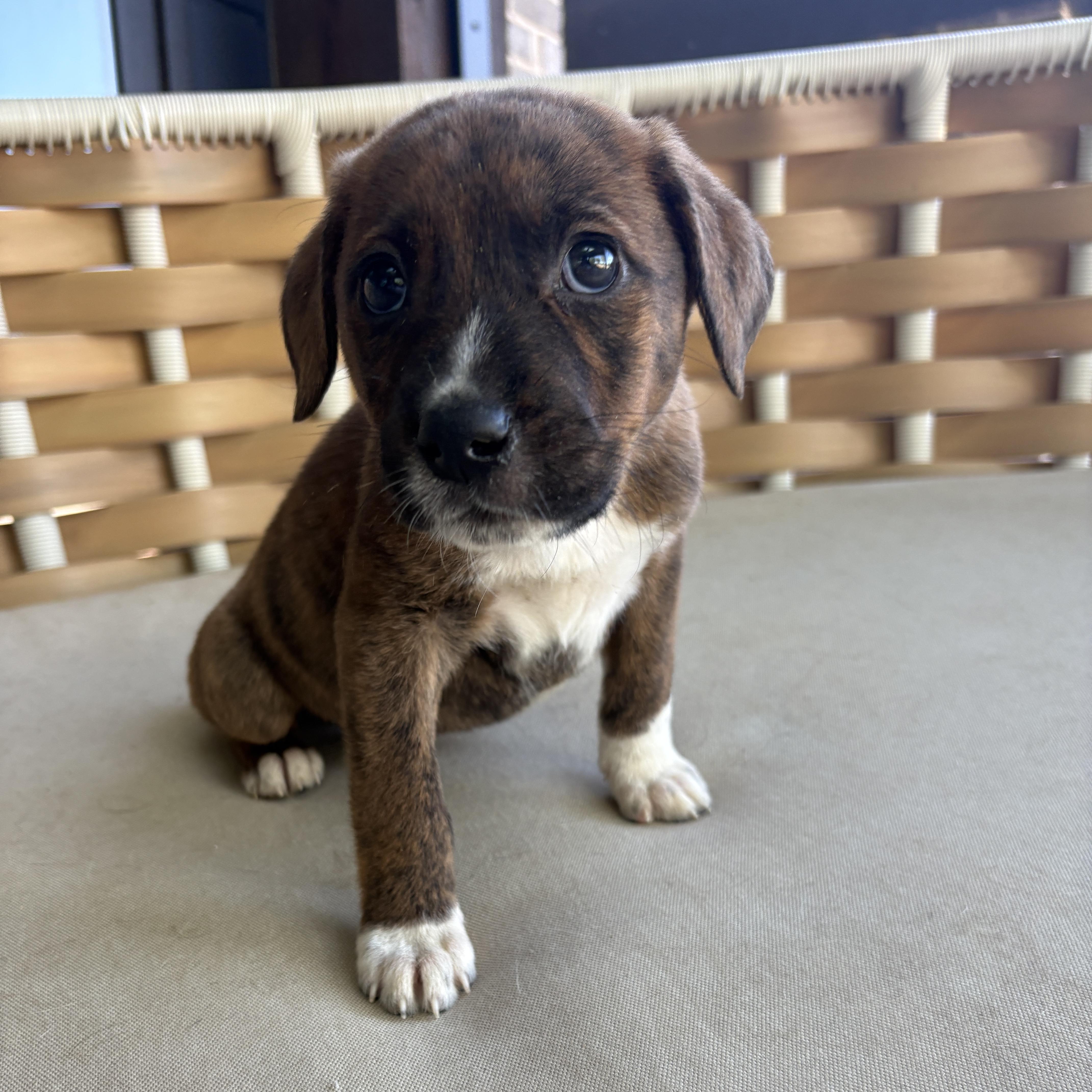A baby medium-sized male Mixed Breed dog named Finnick for adoption in Charlotte, NC