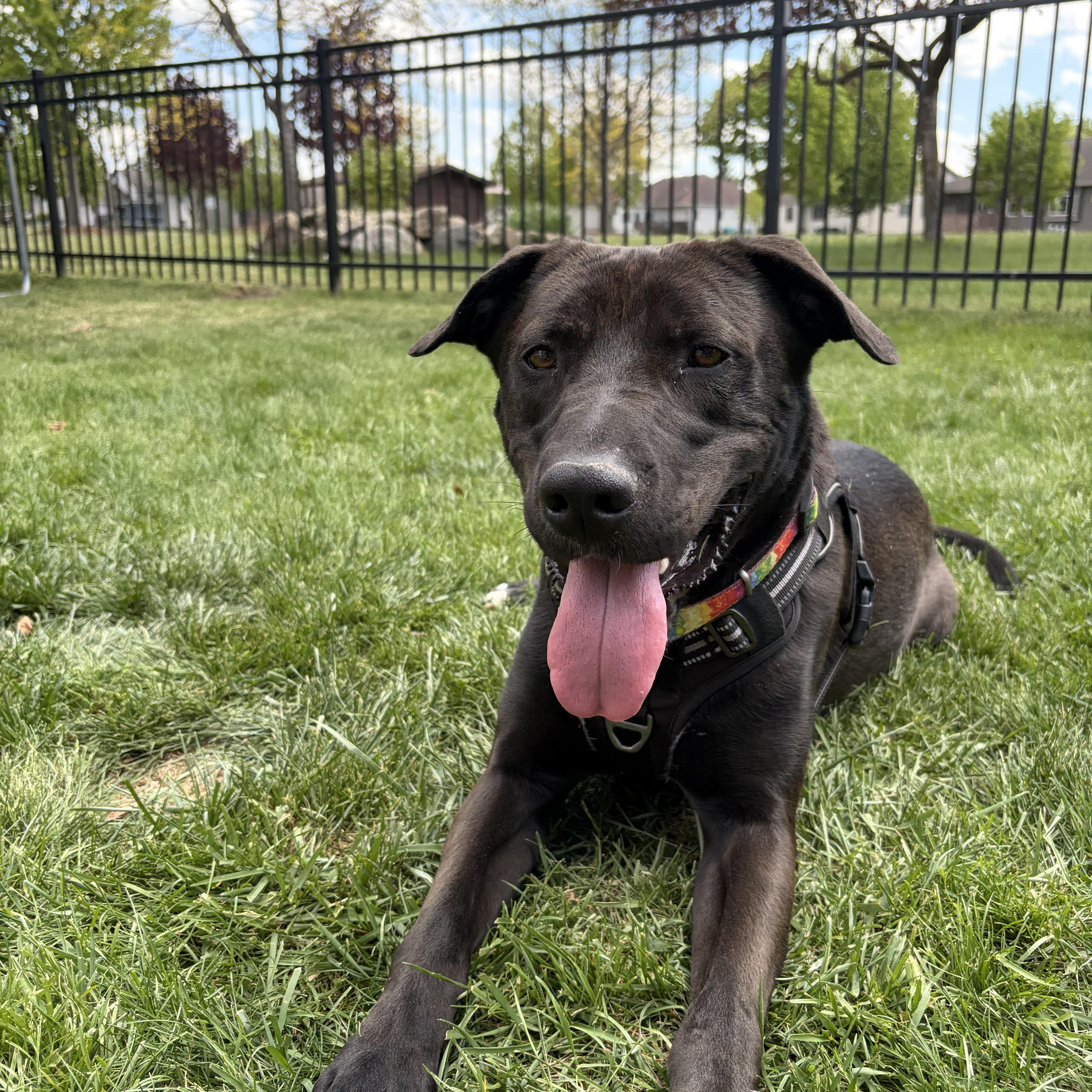 An adult large-sized male Black Labrador Retriever dog named Aero for adoption in Sauk City, WI