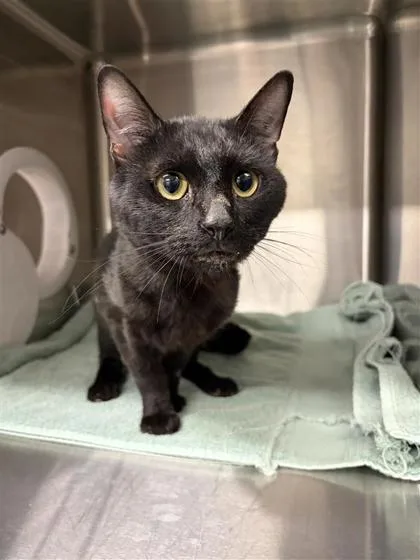 An adult small-sized male Domestic Short Hair cat named Blink for adoption in West Chester, PA