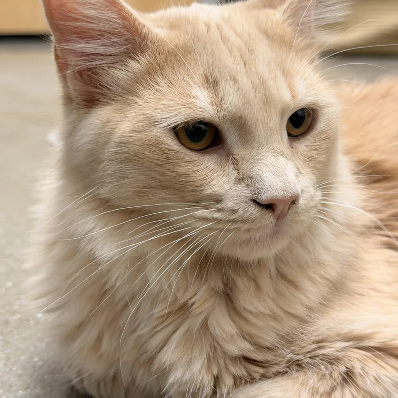 A baby medium-sized male Domestic Medium Hair cat named Alamo INDOOR ONLY for adoption in Stockton, CA