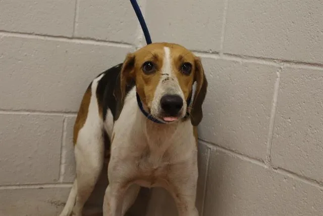 A young medium-sized female Mixed Breed dog named Dona for adoption in Columbia, SC
