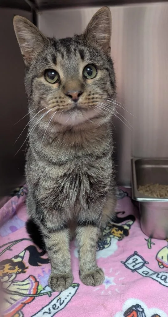 A young medium-sized male Domestic Short Hair cat named Dusty for adoption in Logan, UT