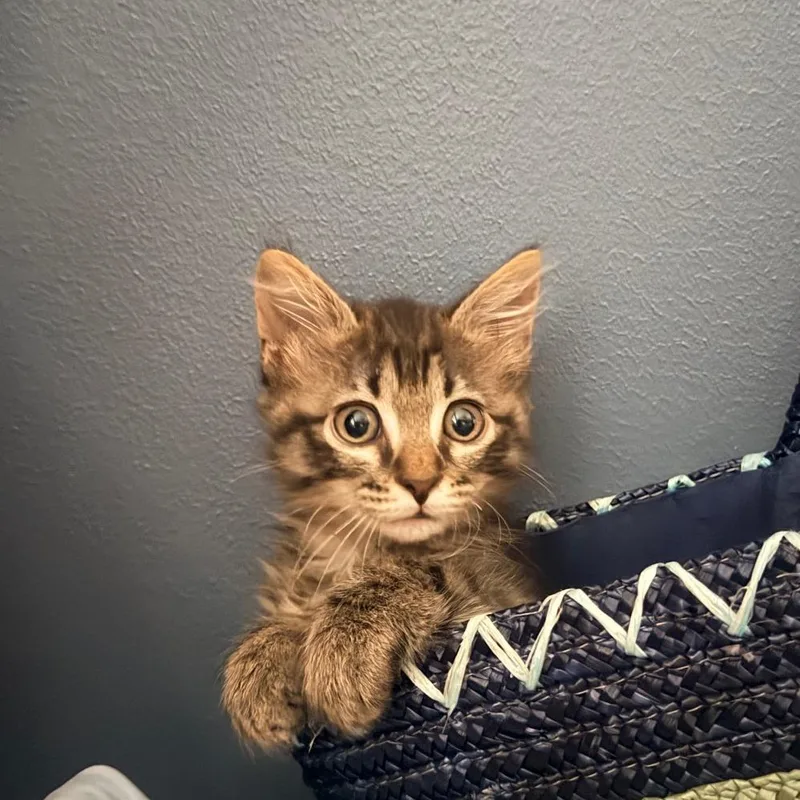 A baby small-sized male Black Domestic Short Hair cat named Bugsy for adoption in Houston, TX