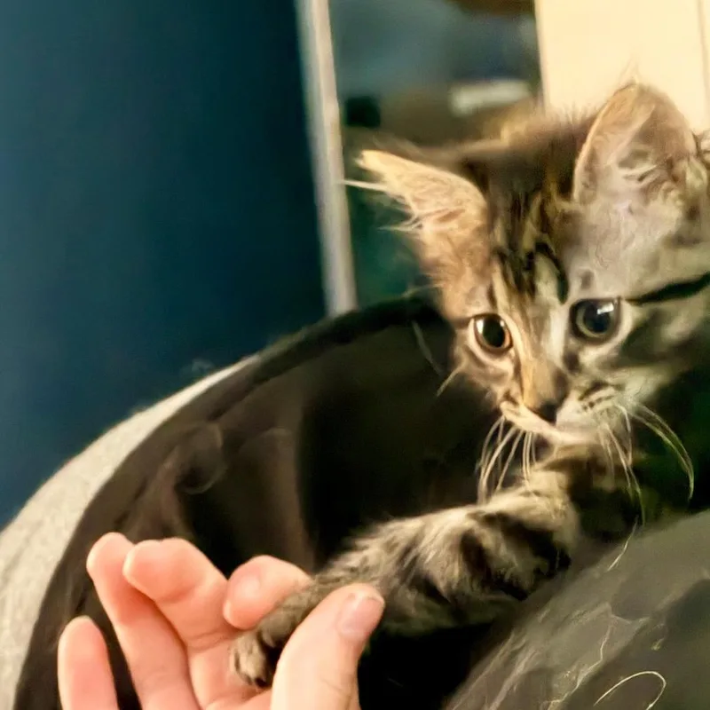 Bugsy thumbnail 2