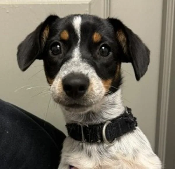A baby medium-sized female Australian Cattle Dog / Blue Heeler dog named Olive Garden for adoption in Littleton, CO