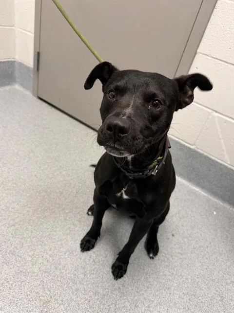 A young large-sized male Labrador Retriever dog named Stardust for adoption in Indianapolis, IN