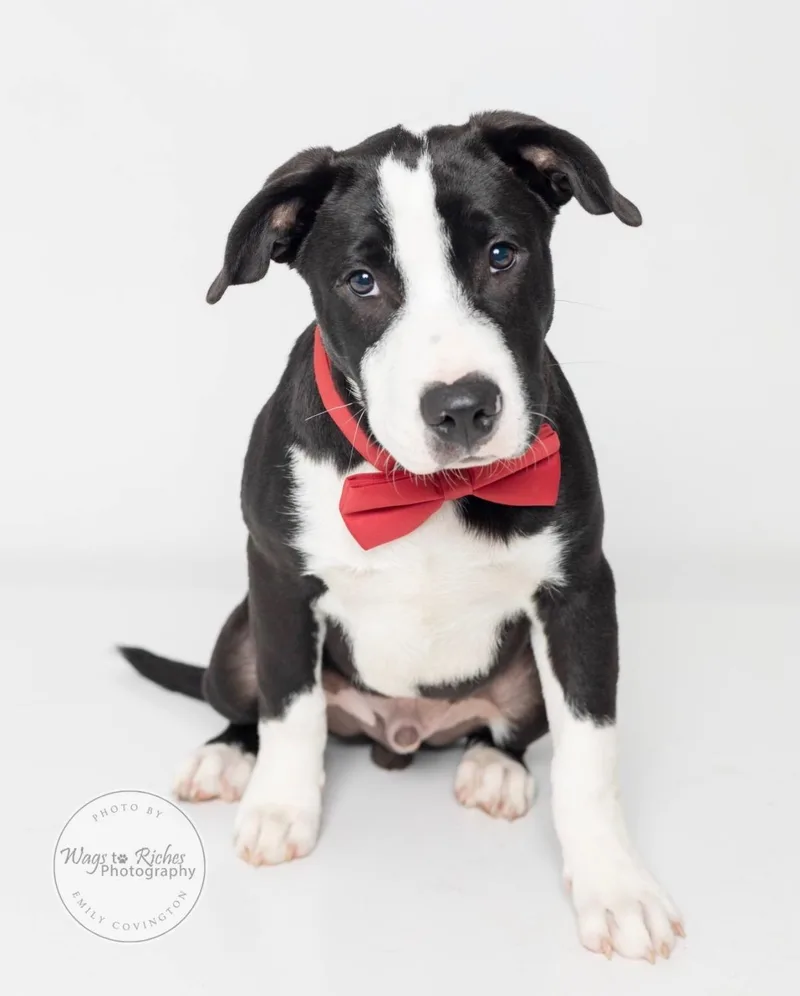 A baby medium-sized male Black Labrador Retriever dog named Saint for adoption in Tuscaloosa, AL