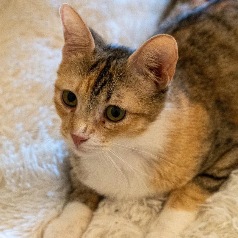 Mrs Kwan thumbnail 2