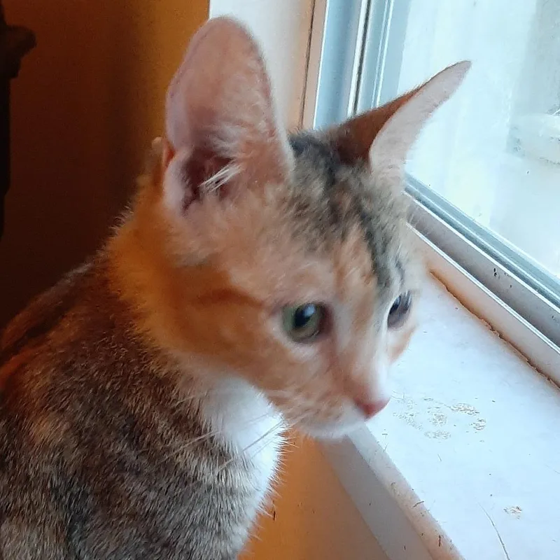 Mrs Kwan thumbnail 3