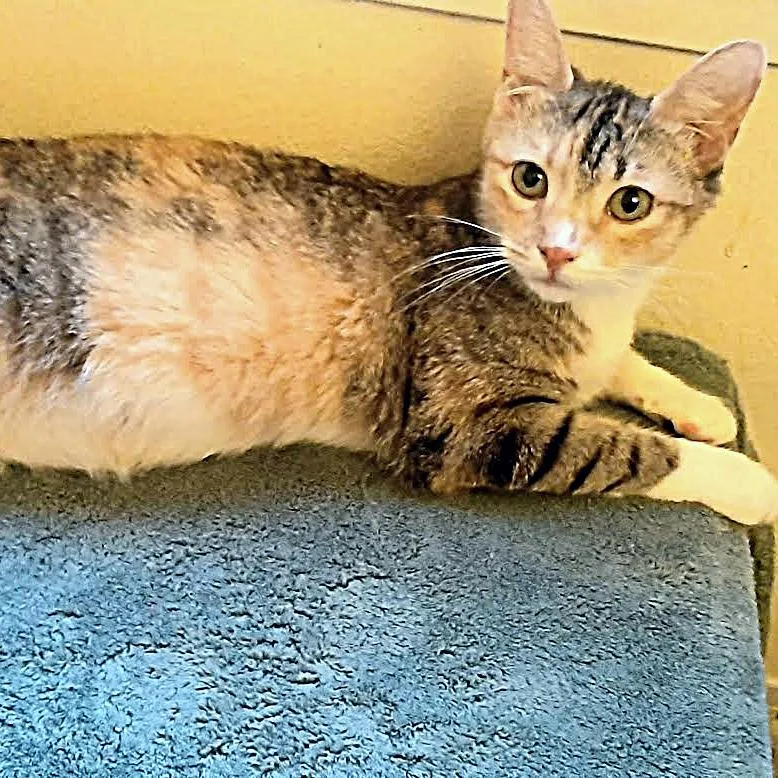 Mrs Kwan thumbnail 6