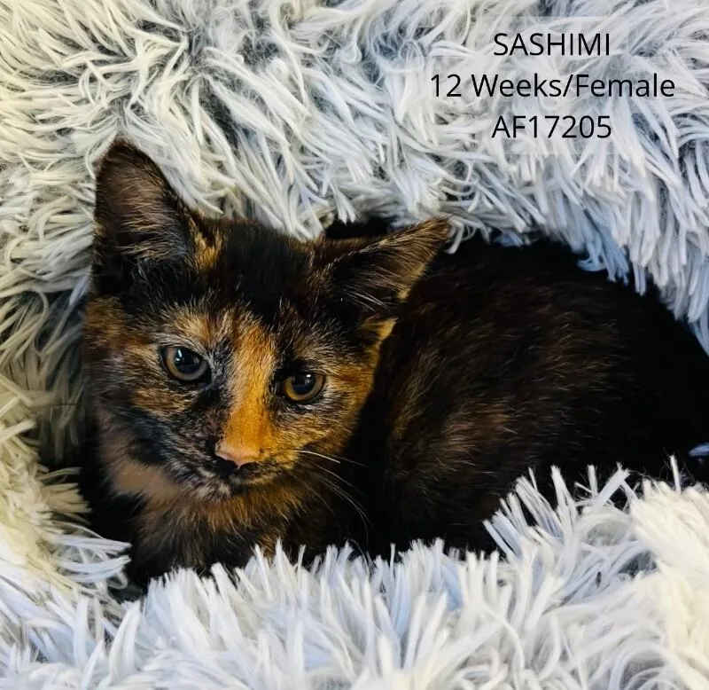 A young medium-sized female Tortoiseshell Domestic Short Hair cat named Sashimi for adoption in Supply, NC