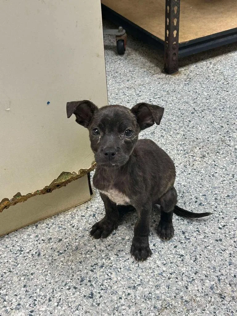 A baby medium-sized female Pit Bull Terrier dog named Posey for adoption in Livingston, LA