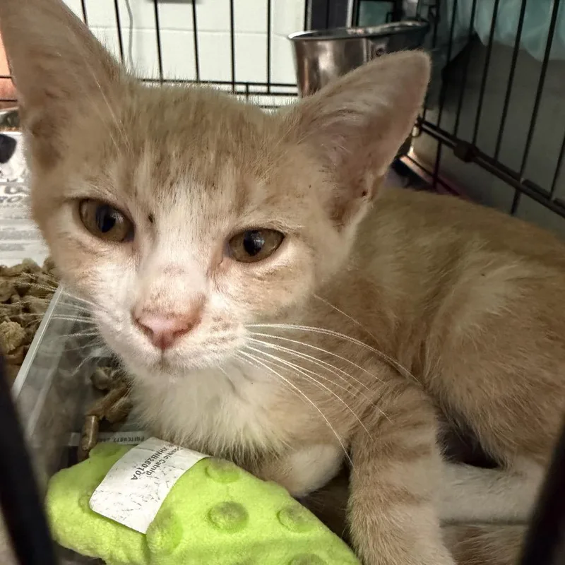 A baby small-sized male Orange / Red American Shorthair cat named James for adoption in Monroeville, AL