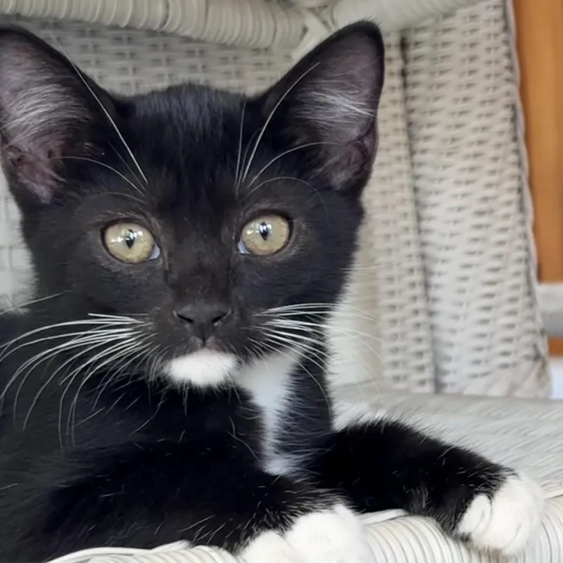 A baby medium-sized male Black & White / Tuxedo Tuxedo cat named Malcolm for adoption in Denver, NC