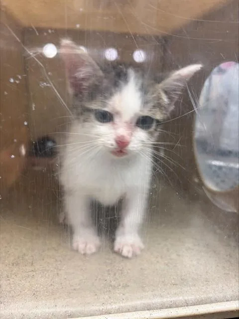 A young small-sized female Domestic Short Hair cat named Stormy for adoption in Stockton, CA