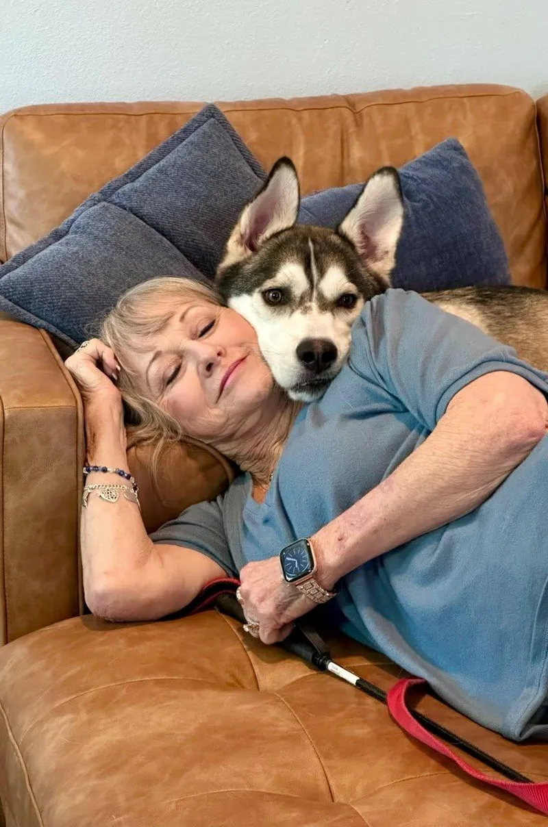 A young large-sized male Gray / Blue / Silver Husky dog named Sammie for adoption in Baytown, TX