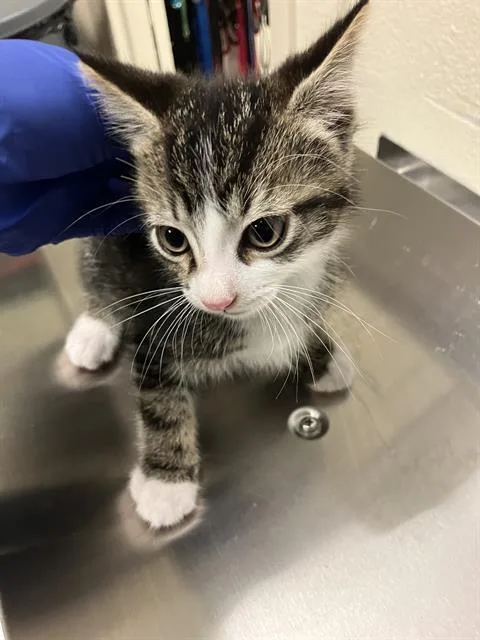 A baby small-sized male Domestic Short Hair cat named Thyme for adoption in Long Beach, CA