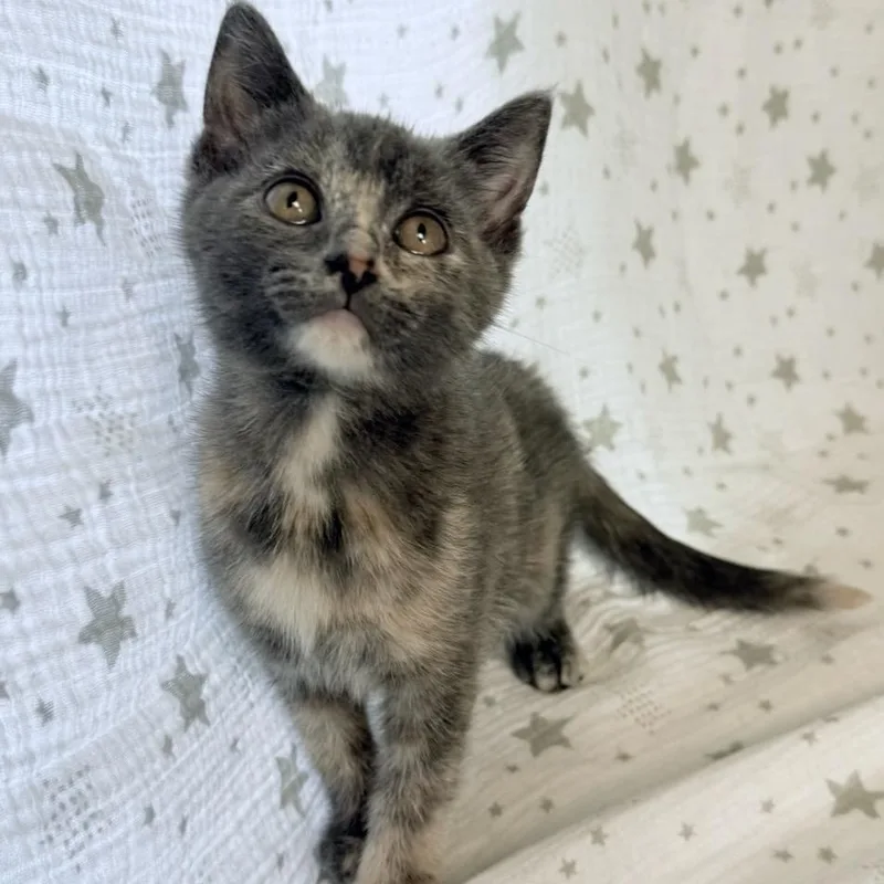 A baby medium-sized female Dilute Tortoiseshell Domestic Short Hair cat named Carina for adoption in Greensburg, PA