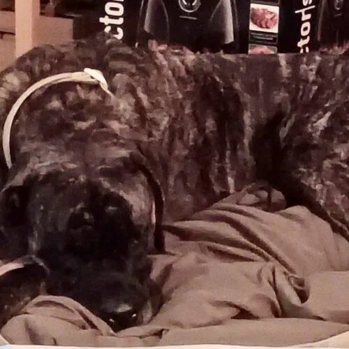 An adult large-sized female Brindle Mastiff dog named Cocoa for adoption in Edmond, OK