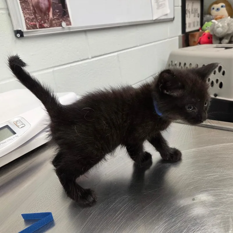 A baby small-sized male Black Domestic Short Hair cat named Masala for adoption in Chattanooga, TN