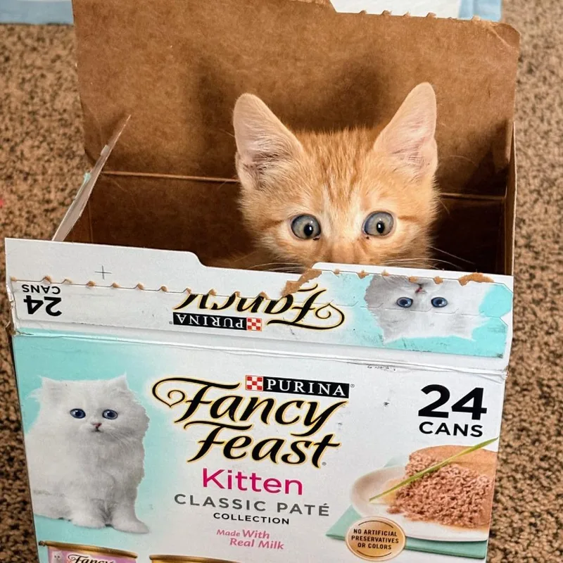 A baby small-sized male Orange / Red Domestic Short Hair cat named Butternut aka Butters Hall for adoption in Eagle Mountain, UT