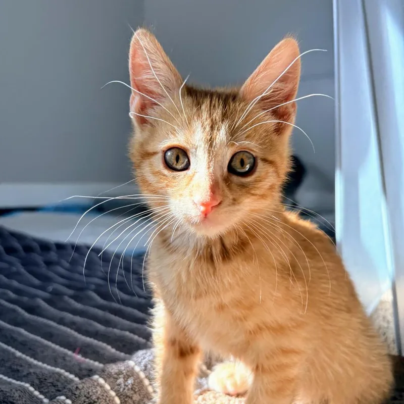 Butternut aka Butters Hall thumbnail 2