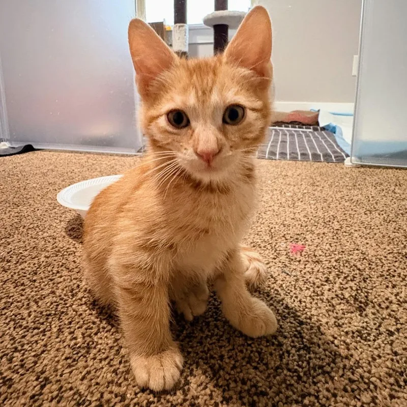 Butternut aka Butters Hall thumbnail 3