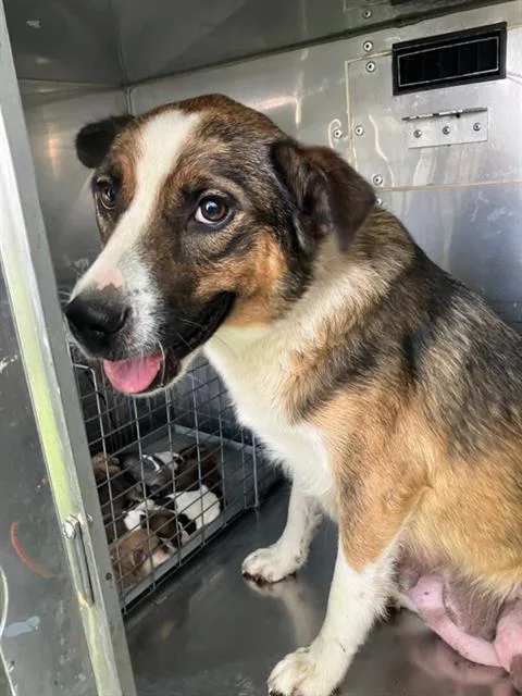 An adult large-sized female Mixed Breed dog named Cheddar for adoption in Dallas, TX