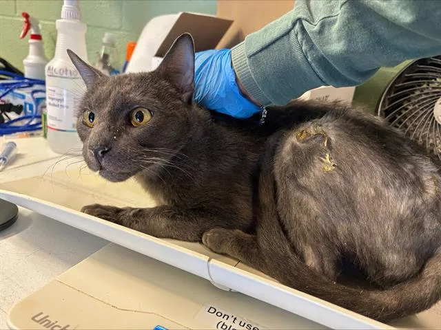An adult large-sized male Domestic Short Hair cat named Earl for adoption in Grand Prairie, TX