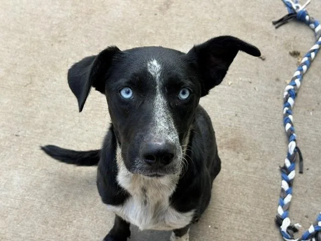 Tango