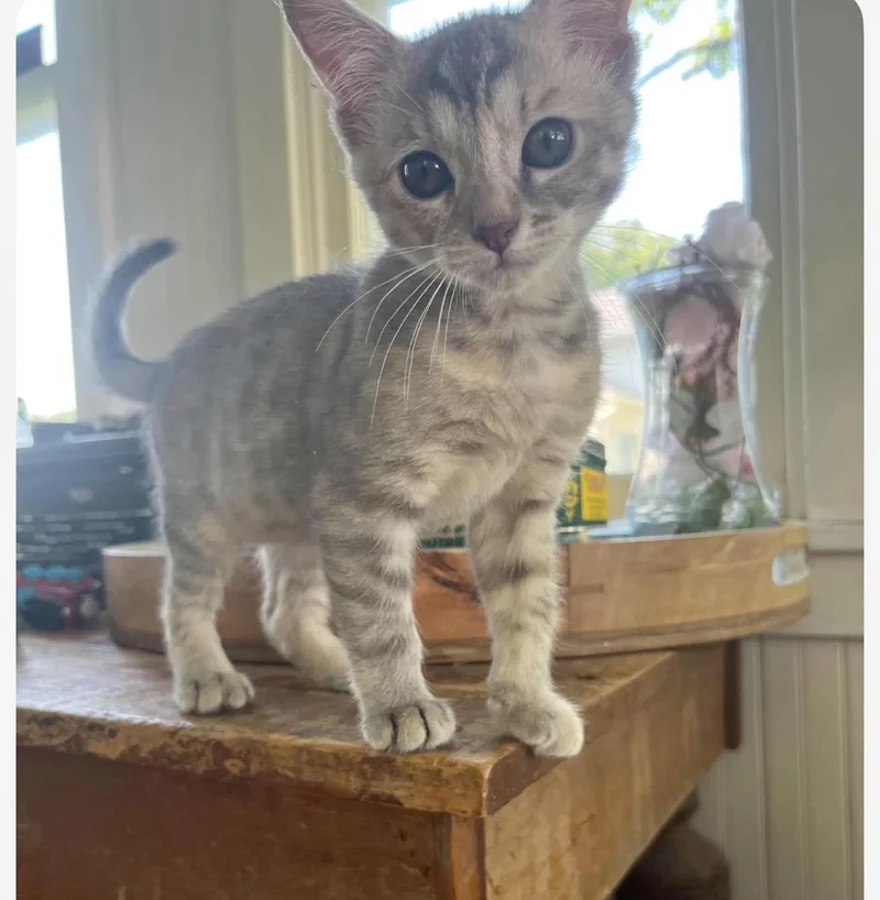 A baby small-sized female Domestic Short Hair cat named Dottie for adoption in Lockport, IL