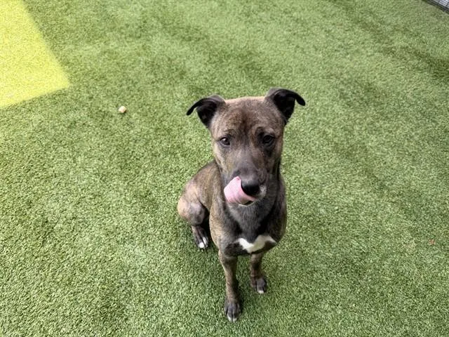 An adult large-sized male Mixed Breed dog named Orton for adoption in Garland, TX