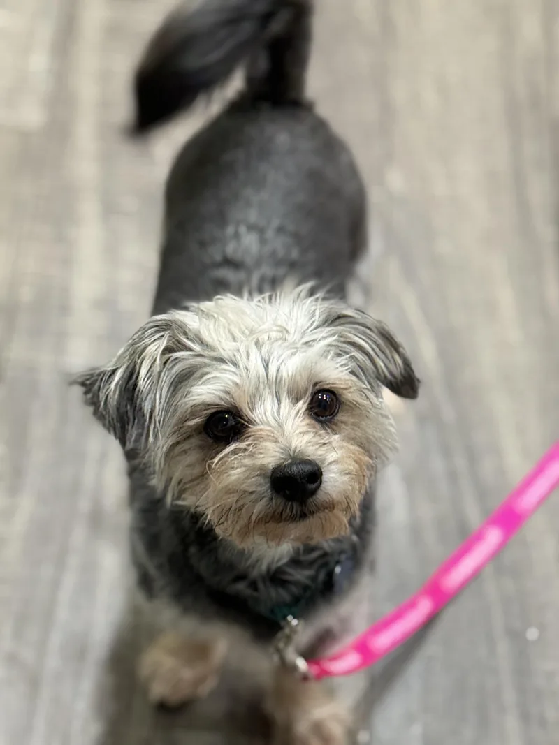 A young small-sized male Gray / Blue / Silver Morkie dog named Ashford for adoption in Mahwah, NJ
