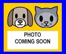 A young medium-sized male Domestic Short Hair cat named Bodhi for adoption in San Antonio, TX