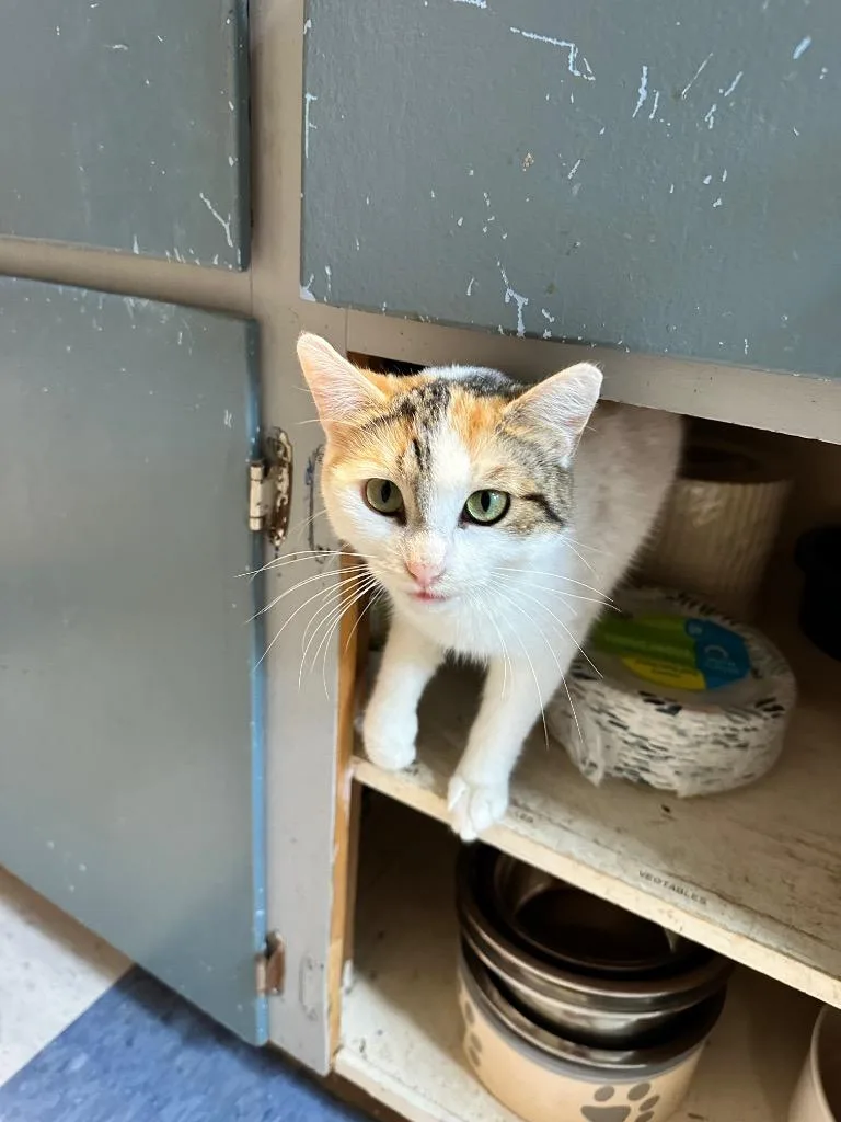 A young medium-sized female Domestic Short Hair cat named Shelly for adoption in Rice Lake, WI