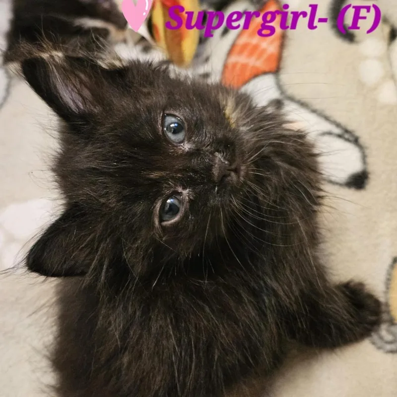 A baby small-sized female Tortoiseshell Domestic Short Hair cat named Supergirl for adoption in Westminster, CA
