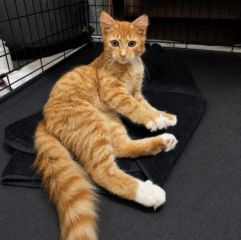 A baby small-sized male Orange & White Domestic Medium Hair cat named Kristoff for adoption in Panama City Beach, FL