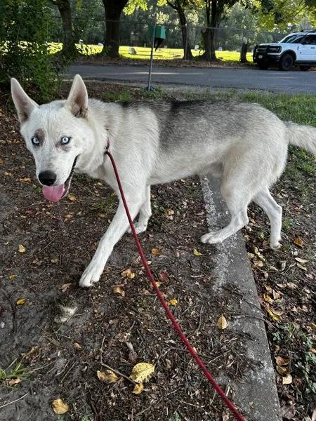 A young large-sized male Siberian Husky dog named Meeko for adoption in Mobile, AL