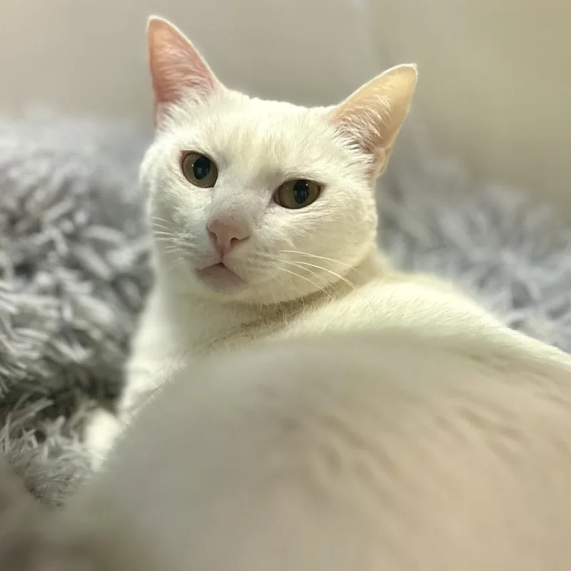 A senior small-sized female White Domestic Short Hair cat named Misha for adoption in Philadelphia, PA