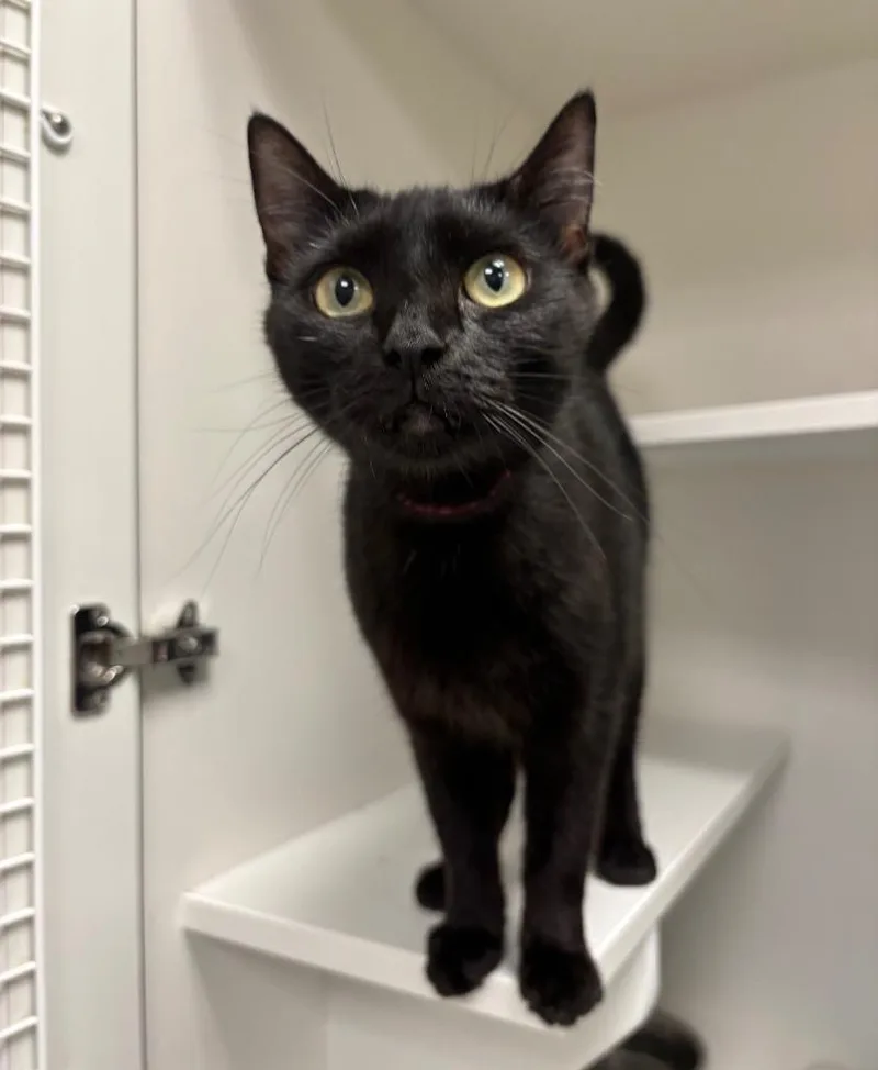 An adult medium-sized female Black Domestic Short Hair cat named Raven for adoption in Frankfort, KY