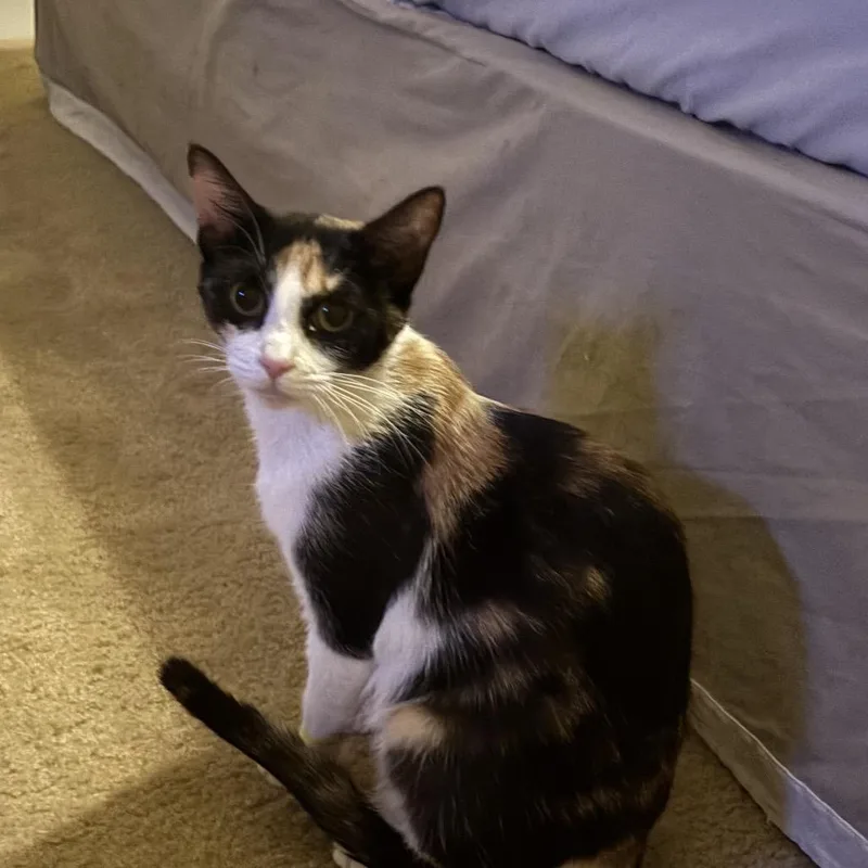 A young medium-sized female Calico Domestic Short Hair cat named Priscilla for adoption in Bradenton, FL