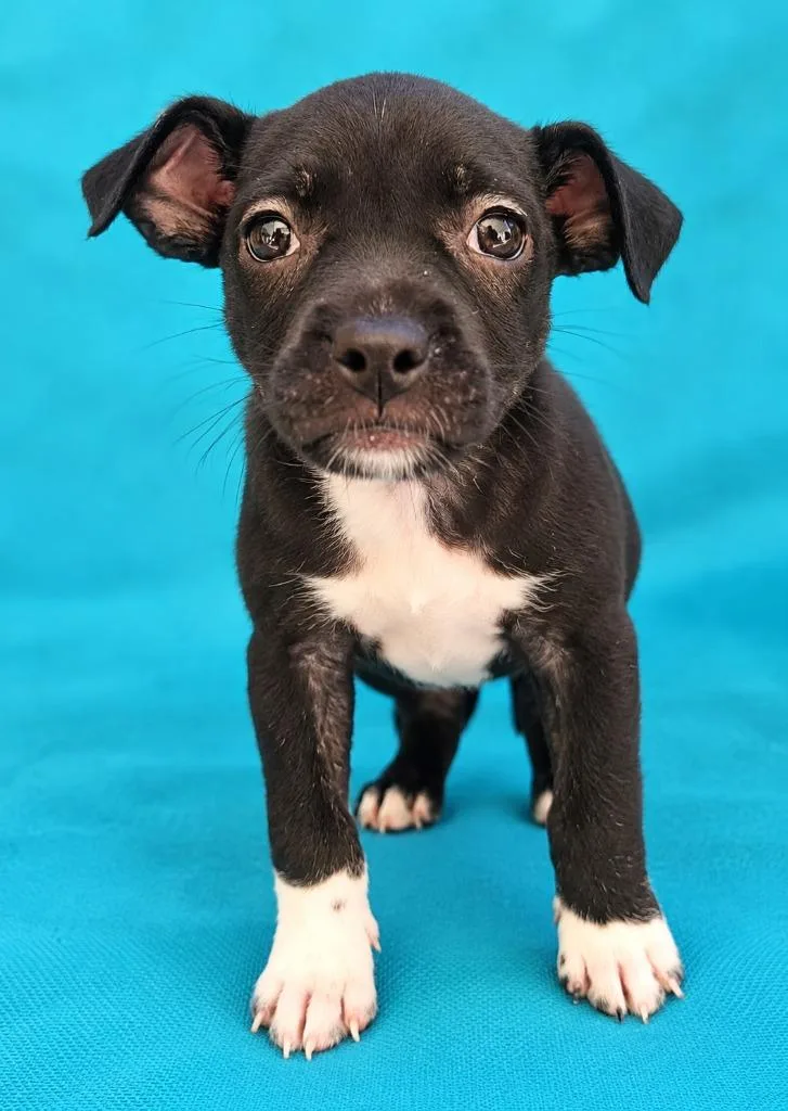 A baby small-sized female Mixed Breed dog named Macaroon for adoption in St. Augustine, FL