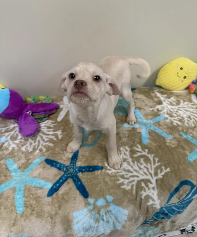 A baby small-sized male White / Cream Terrier dog named Dante for adoption in Greensburg, PA