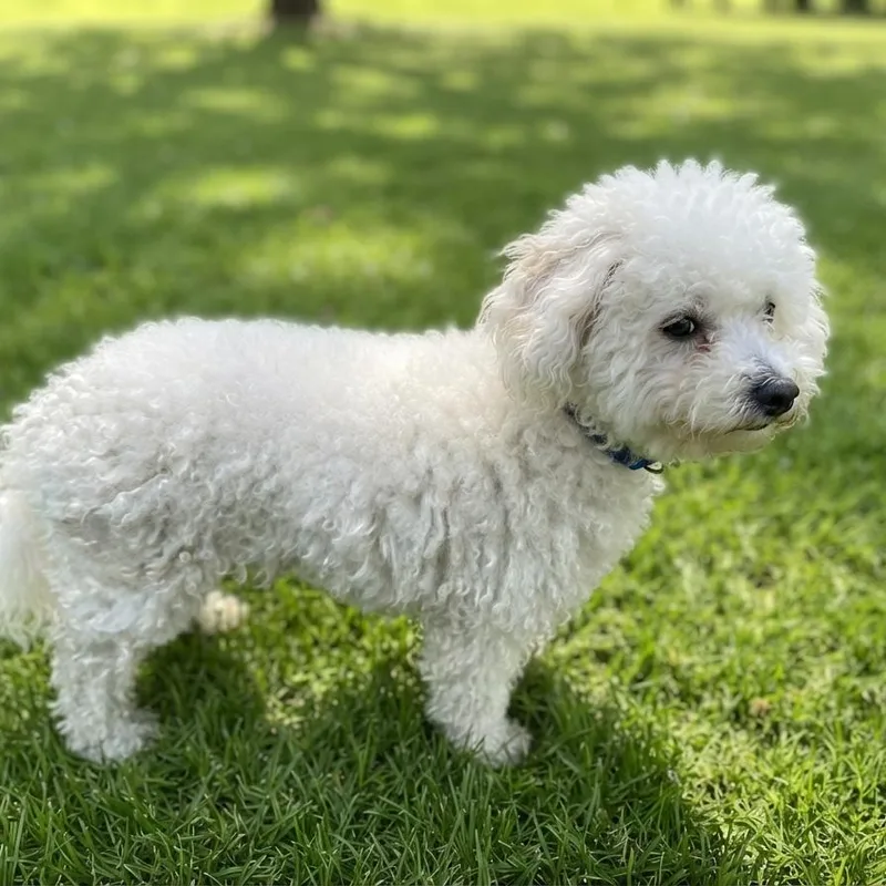 Handsome Boy