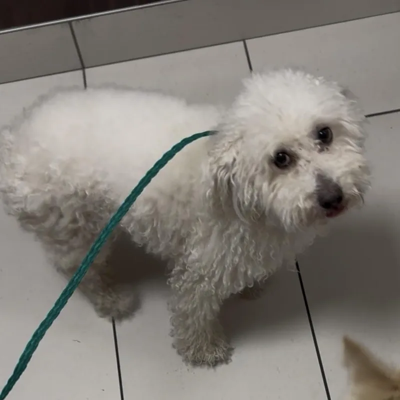Handsome Boy thumbnail 3