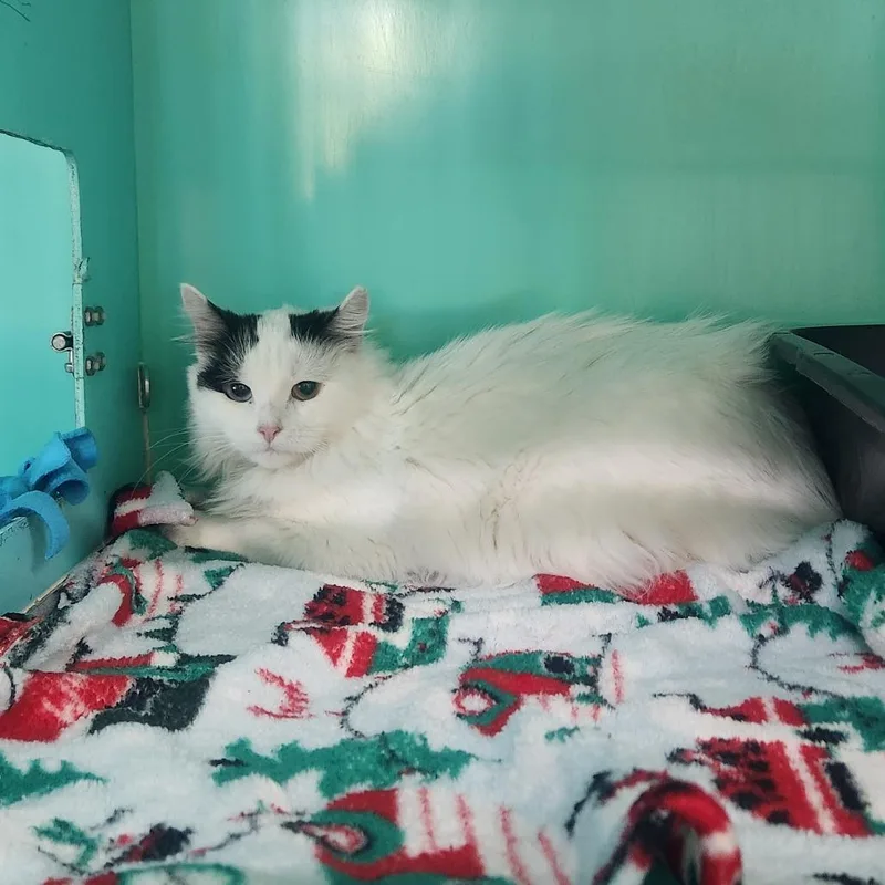 An adult medium-sized female Domestic Medium Hair cat named Cumulonimbus for adoption in Pullman, WA