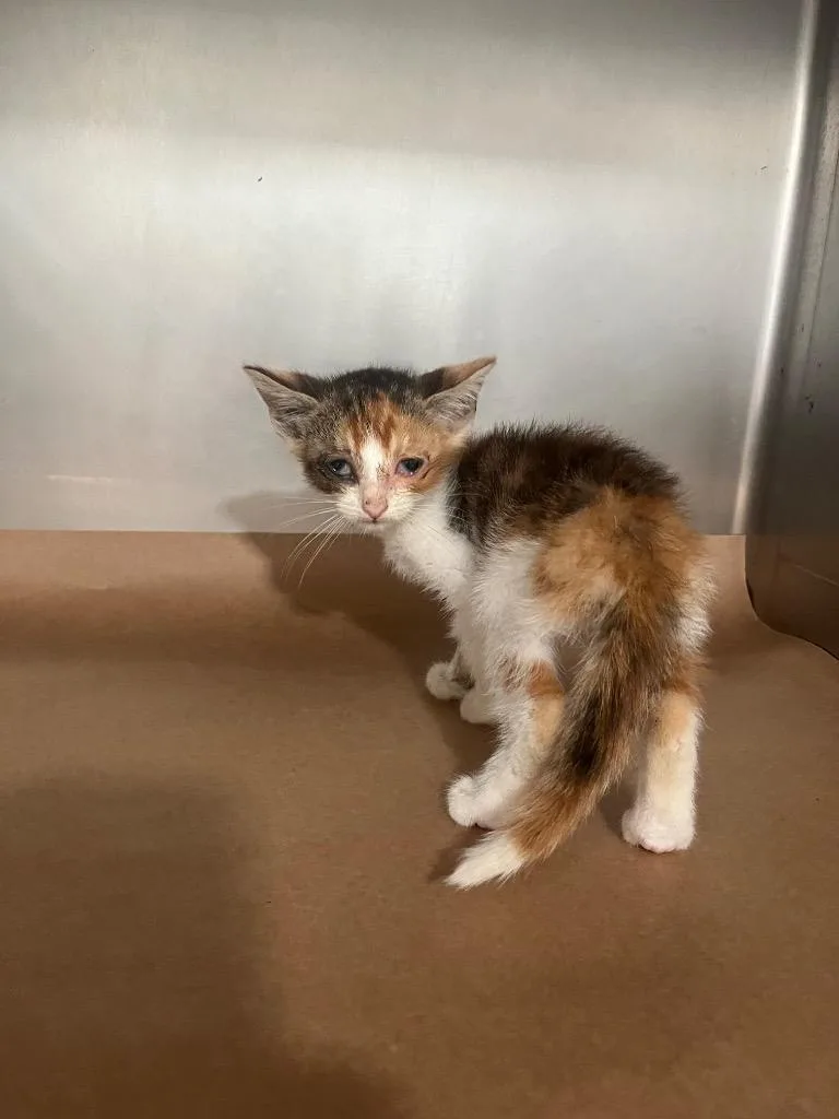 A baby small-sized female Domestic Short Hair cat named TuckTuck for adoption in Cartersville , GA