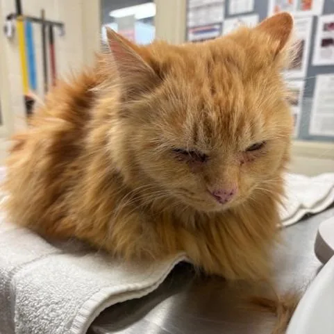 An adult large-sized male Orange / Red Domestic Long Hair cat named Zuko for adoption in Murray, UT